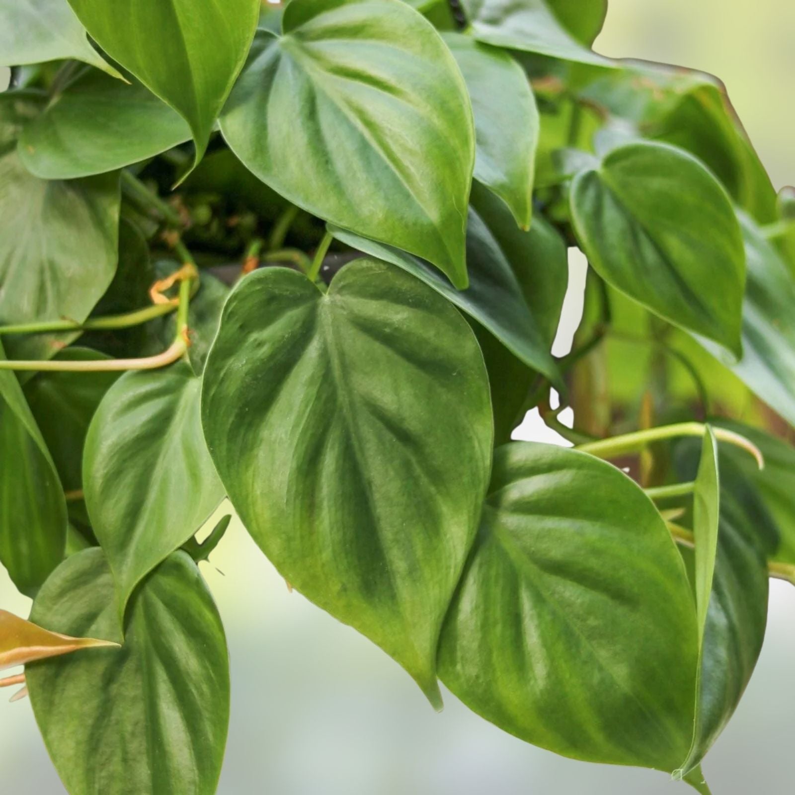 Heart Leaf Philodendron Cuttings - Live Plant Propagation Material - Philodendron hederaceum - Indoor Houseplant Cuttings