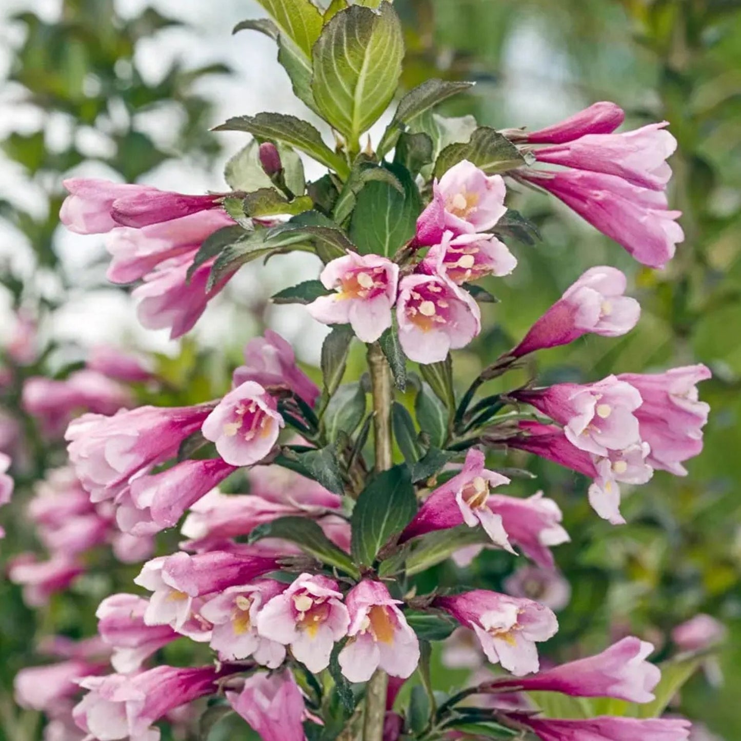 Java Red Weigela Live Plant 4 Inch Pot, Weigela florida 'Java Red', Purple Green Foliage, Deep Pink Flowers