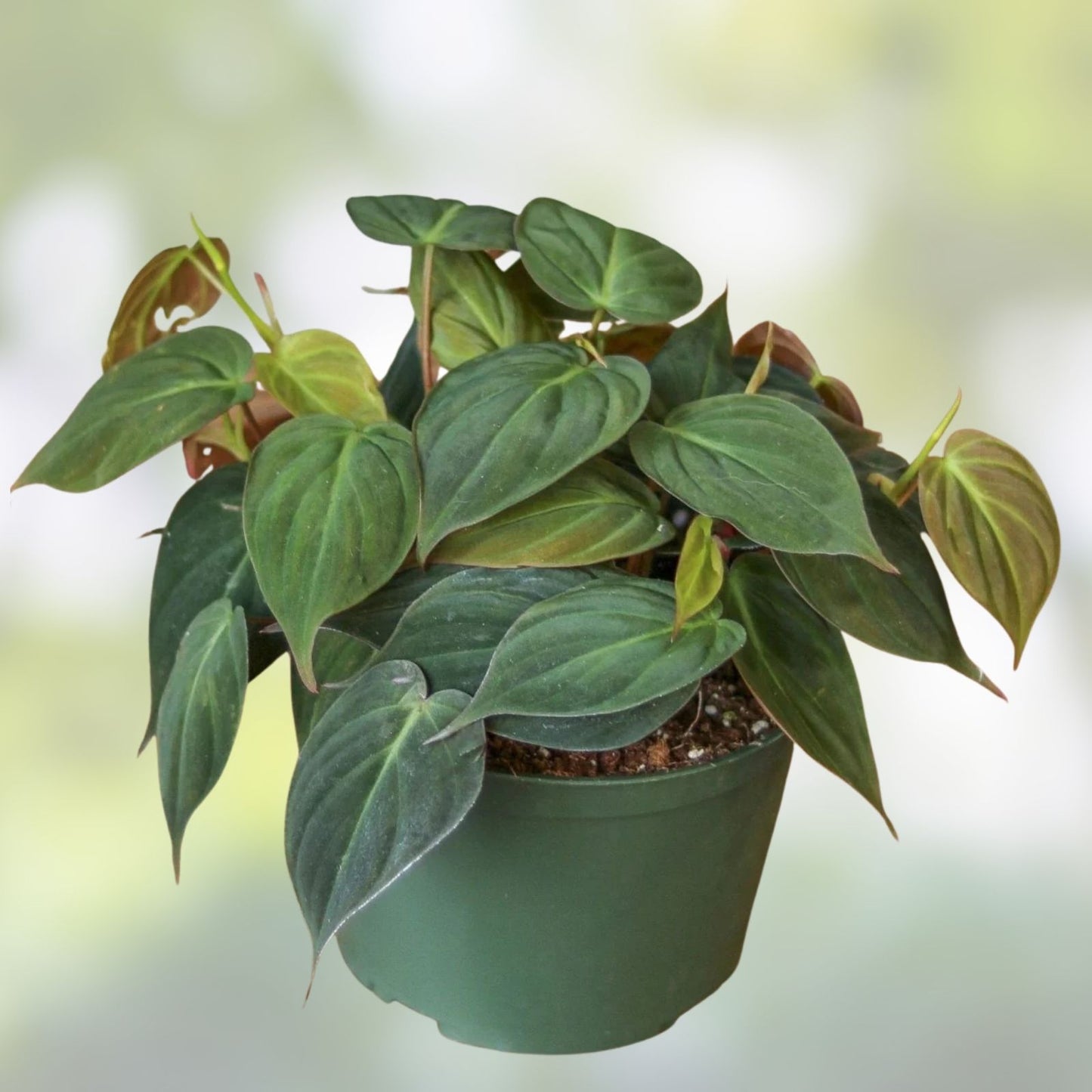 Philodendron Micans Cuttings - 4 Rare Velvet Leaf Green & Bronze Propagation Plants - Indoor Houseplants - Scindapsus hederaceus