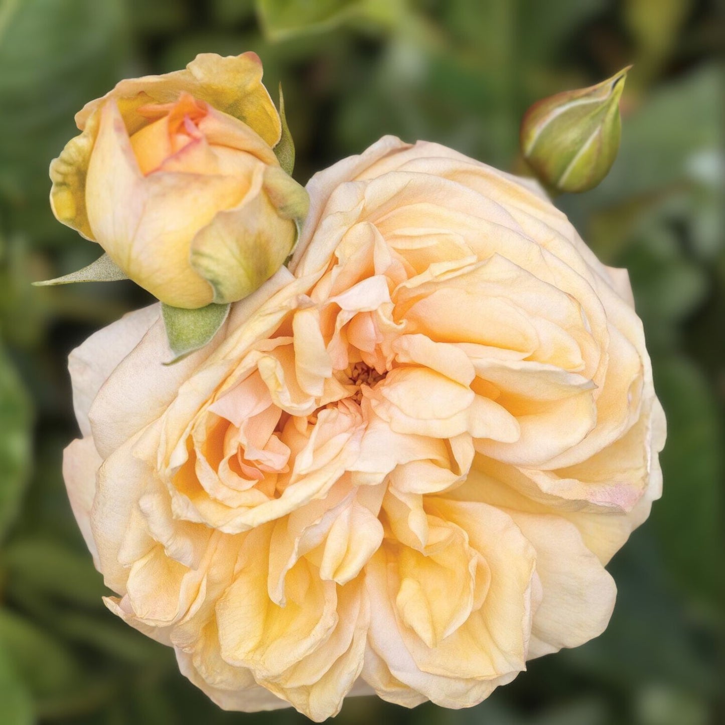 Fragrant Rose Cuttings - 6 Inch Bicolor Peachy Yellow and Pink - Rosa spp. - 5 Pieces