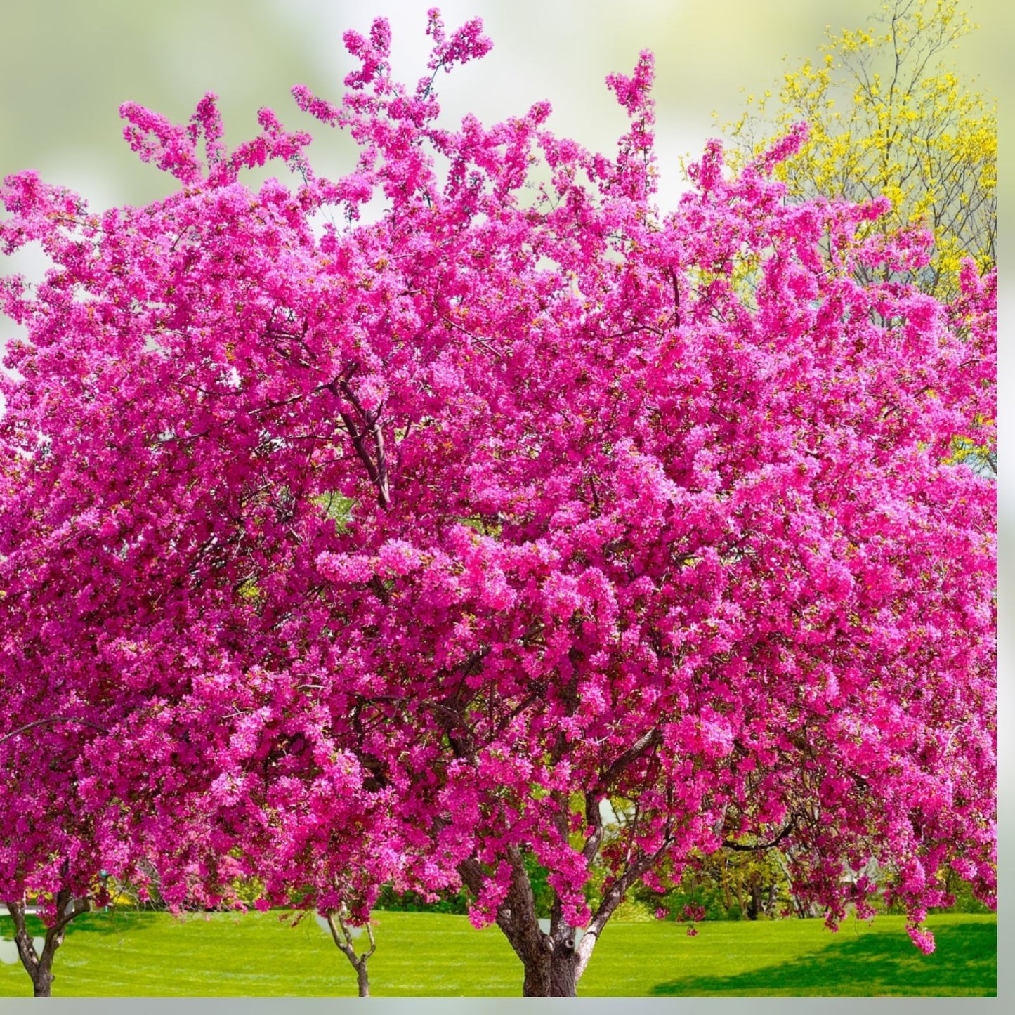 Red Bud Tree Seeds – 30+ Seeds for Yard or Bonsai – Exotic Flowering Tree Cercis canadensis