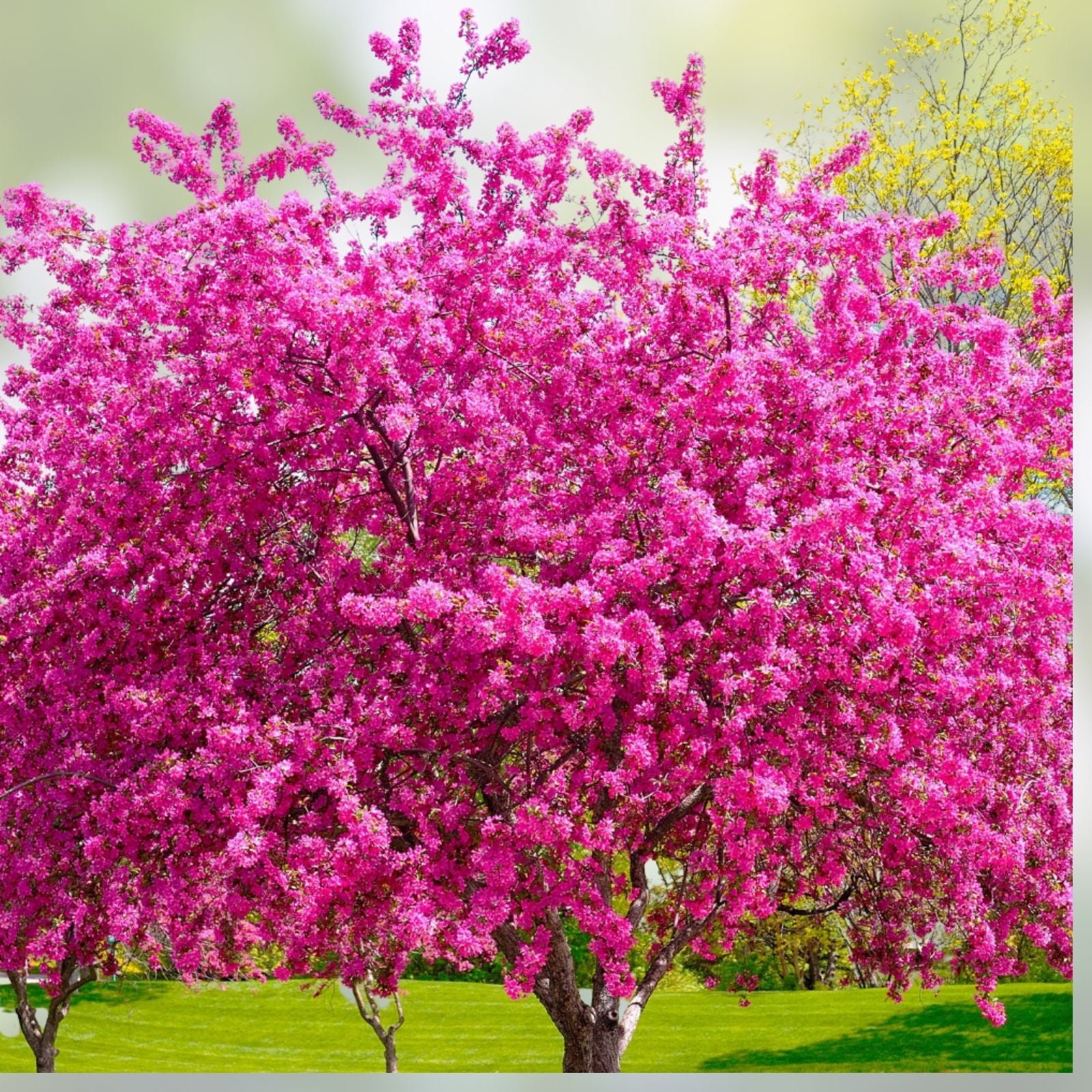 Red Bud Tree Seeds – 30+ Seeds for Yard or Bonsai – Exotic Flowering Tree Cercis canadensis