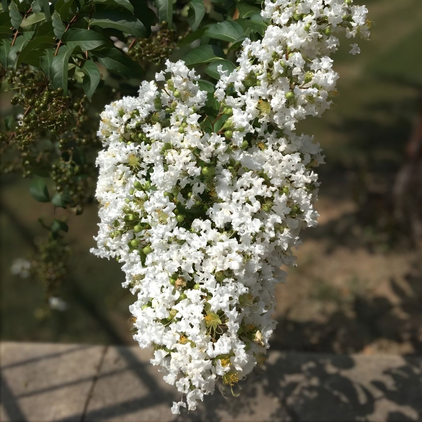 Milk Crape Myrtle Cuttings - 7 Pack Fast-Growing Lagerstroemia indica Rooting Cuttings for Garden and Landscape