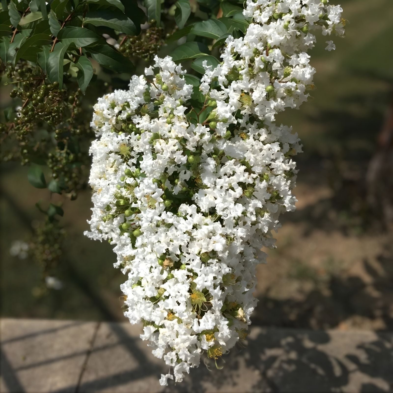 Milk Crape Myrtle Cuttings - 7 Pack Fast-Growing Lagerstroemia indica Rooting Cuttings for Garden and Landscape