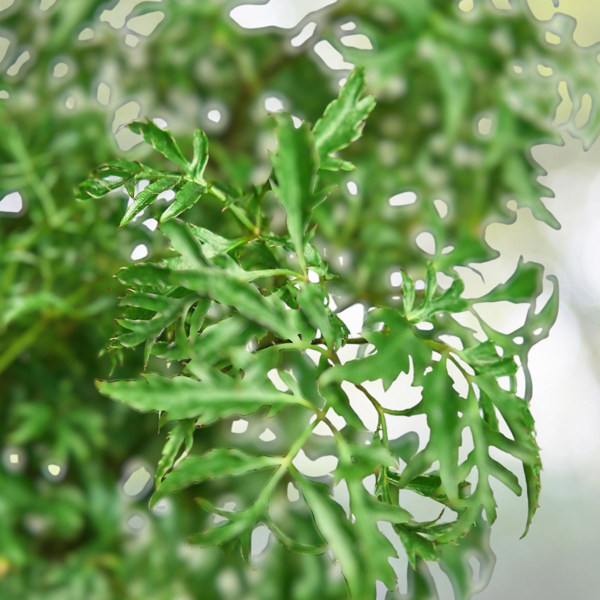 Aralia Ming Plant 6” Pot - Variegated Edible Leafy Plant - Polyscias fruticosa - Indoor Houseplant
