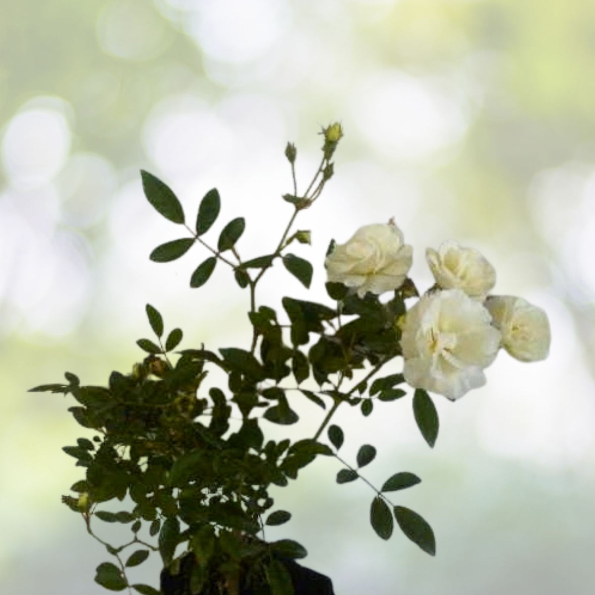 White Heirloom Climbing Rose Bush 1' Live Plant - Rosa Multiflora 'Baby Rambler' - Fragrant White Flowers, Hardy Garden Climber