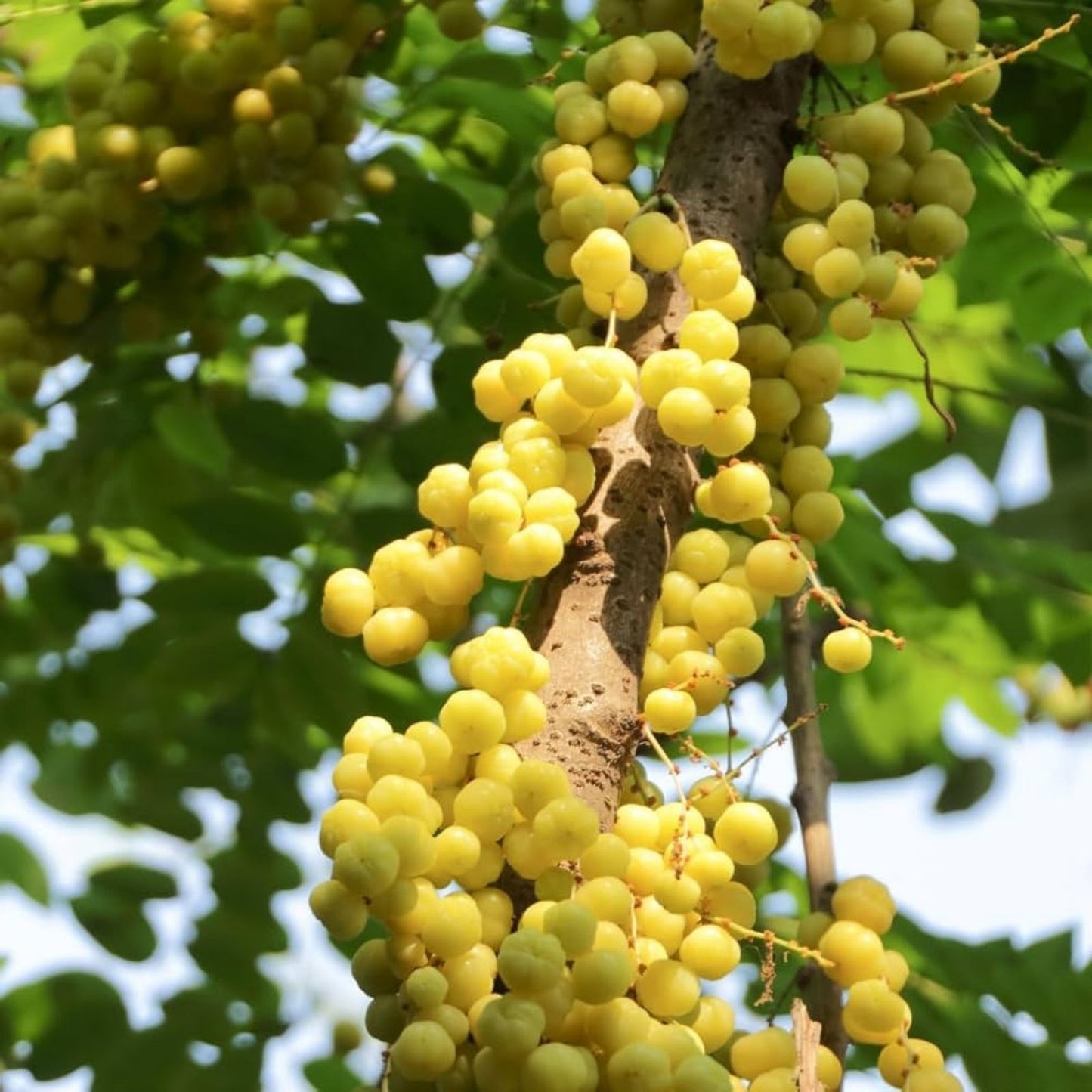 Thai Star Gooseberry Seeds 11+ | Phyllanthus Acidus Tropical Fruit Plant | Edible Berry Seeds for Gardening