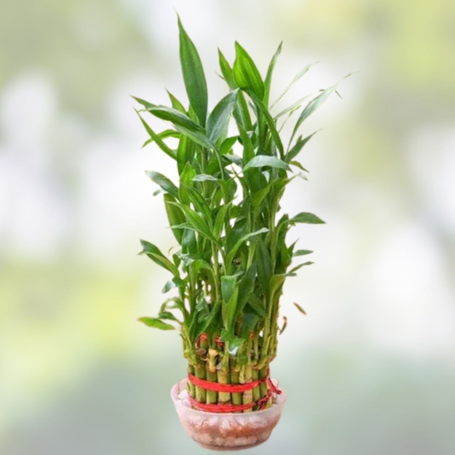 Dracaena Seeds 500 Count for Indoor and Outdoor Planting - Dracaena sanderiana - Lucky Bamboo Seeds