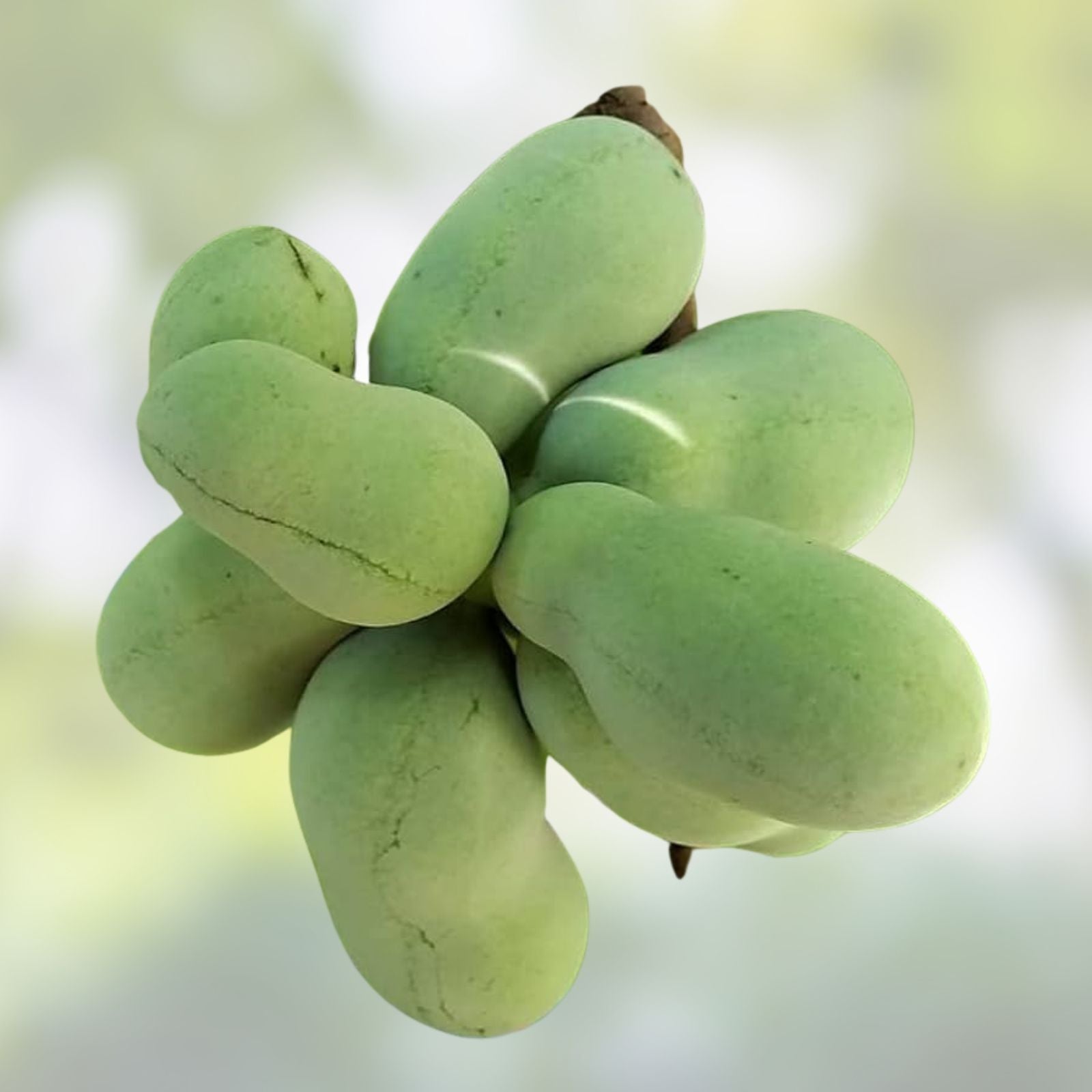 Paw Paw Tree Live Plant Set 12-18 Inches, Asimina triloba, 2-Pack, Edible Fruit Trees for Garden, Native American Plant