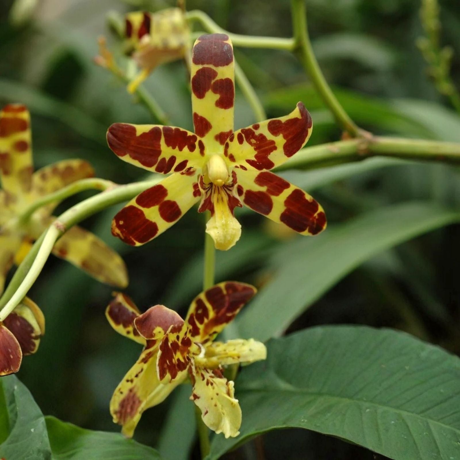 Orchid Cuttings - 5 Ansellia Africana Propagation Plant - African Orchid Plant - Live Plant Cuttings