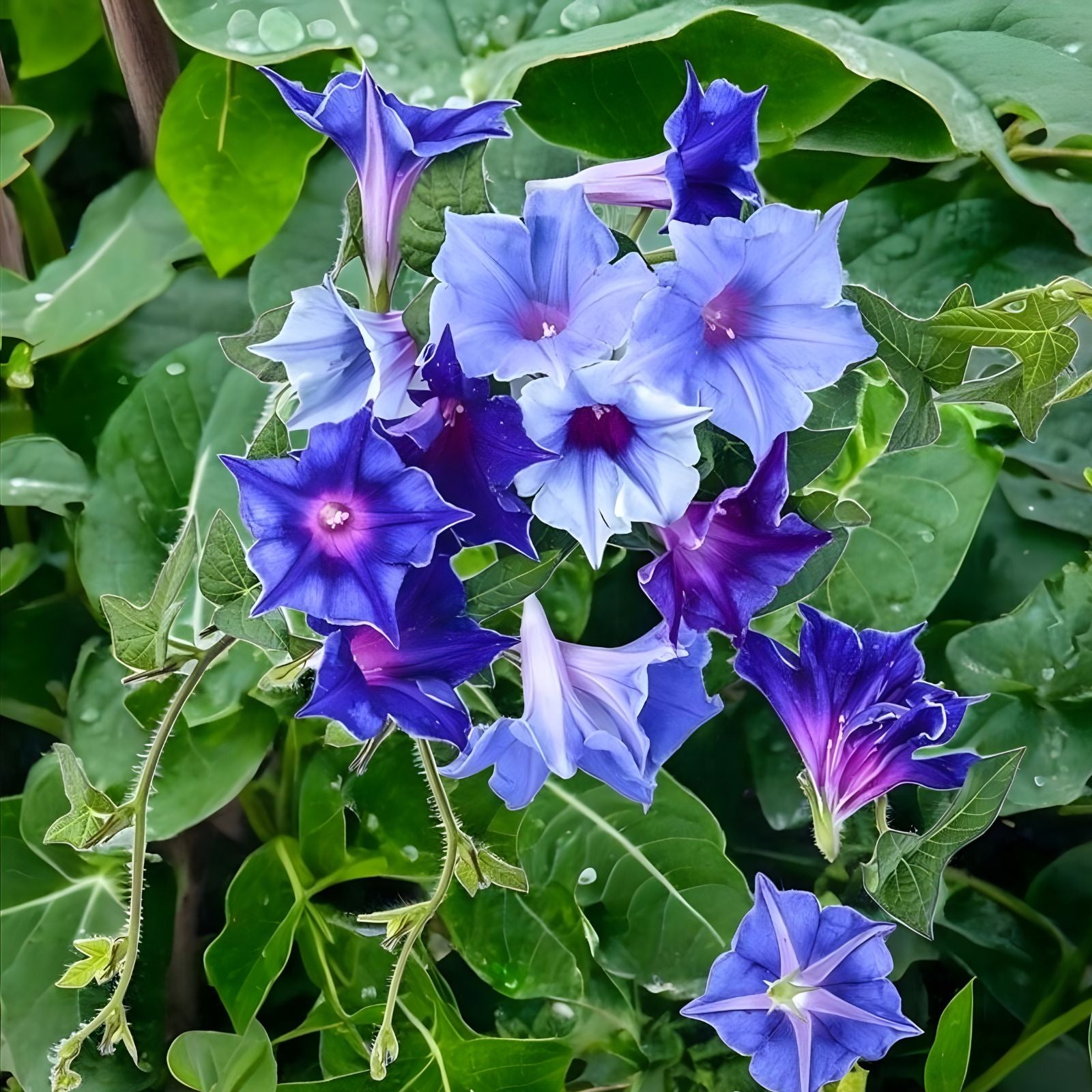 Morning Glory Seeds 100pcs Pack - Perennial Flower Seeds for Garden - Ipomoea | Vibrant Blooming Vines