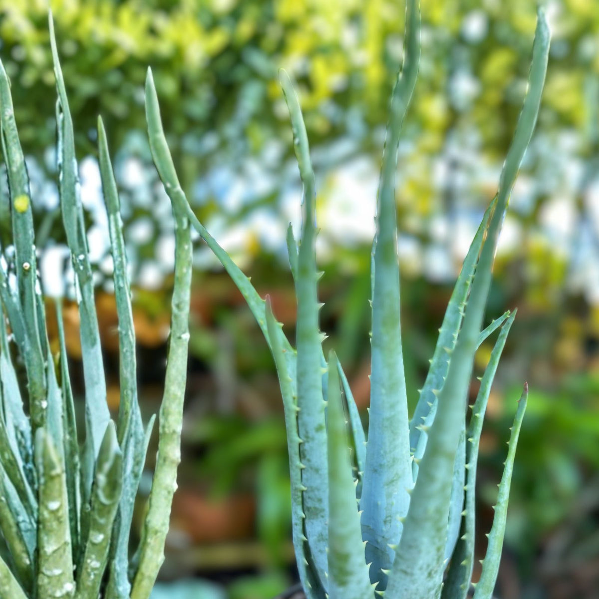 Blue Elf Aloe - 2" Live Succulent Plant - Drought Tolerant Xeriscape - Attractive Foliage & Flowers (Aloe 'Blue Elf')