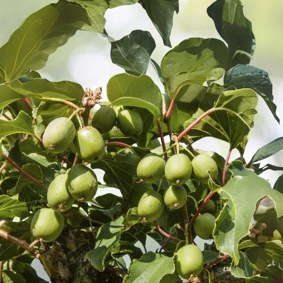 Kiwi Plant Starter - Prolific Variety - Self-Pollinating - Live Rooted - Zones 4-8 - Actinidia deliciosa