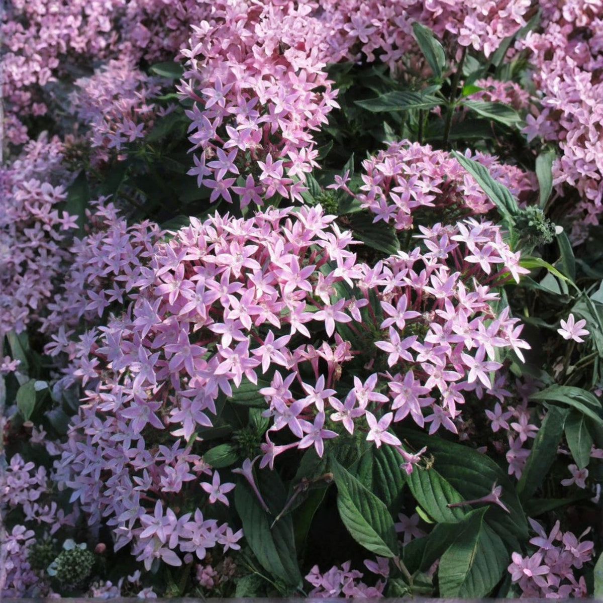 Large Purple Pentas Plant 6in Pot - Butterfly Magnet - Pentas lanceolata - Vibrant Garden Flower for Pollinator Attraction