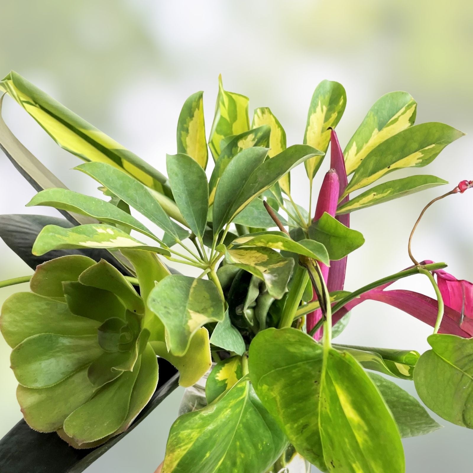 Mystery Plant Cuttings 10 Pack Assorted Varieties Indoor Gardening Perfect for Plant Lovers