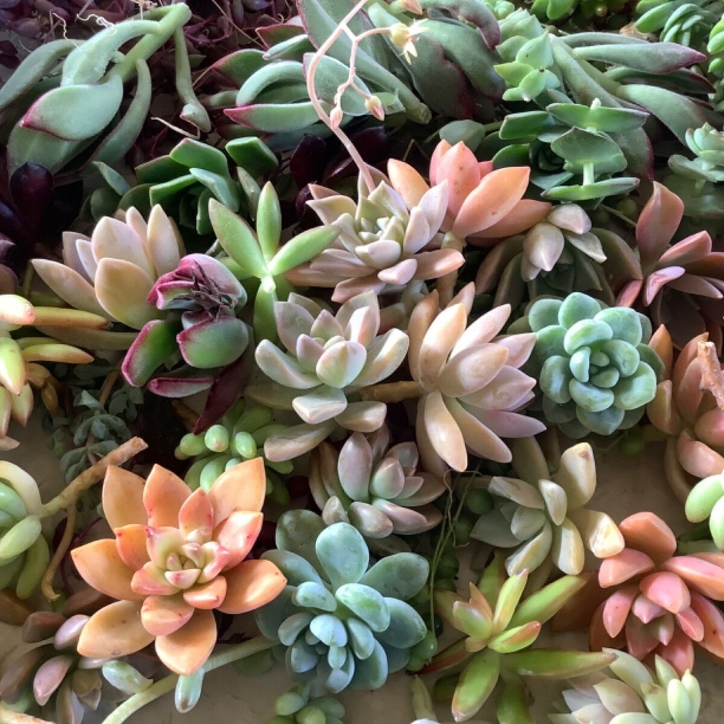 Succulent Cuttings Collection - 30 Unique Varieties - Live Plant Propagation for Indoor Gardening - Assorted Succulents