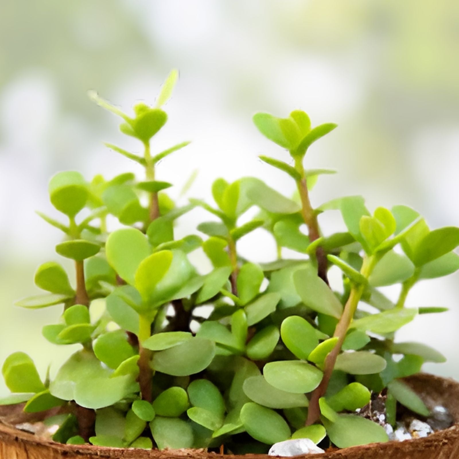 20 Cuttings Elephant Bush Succulent Red Stem Plants Portulacaria afra for Indoor Gardening and Home Decor