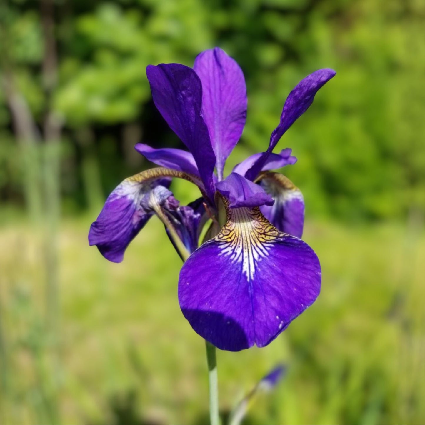 Siberian Iris Live Rhizomes - 3-5 Root Clump - Blue Violet - Iris sibirica