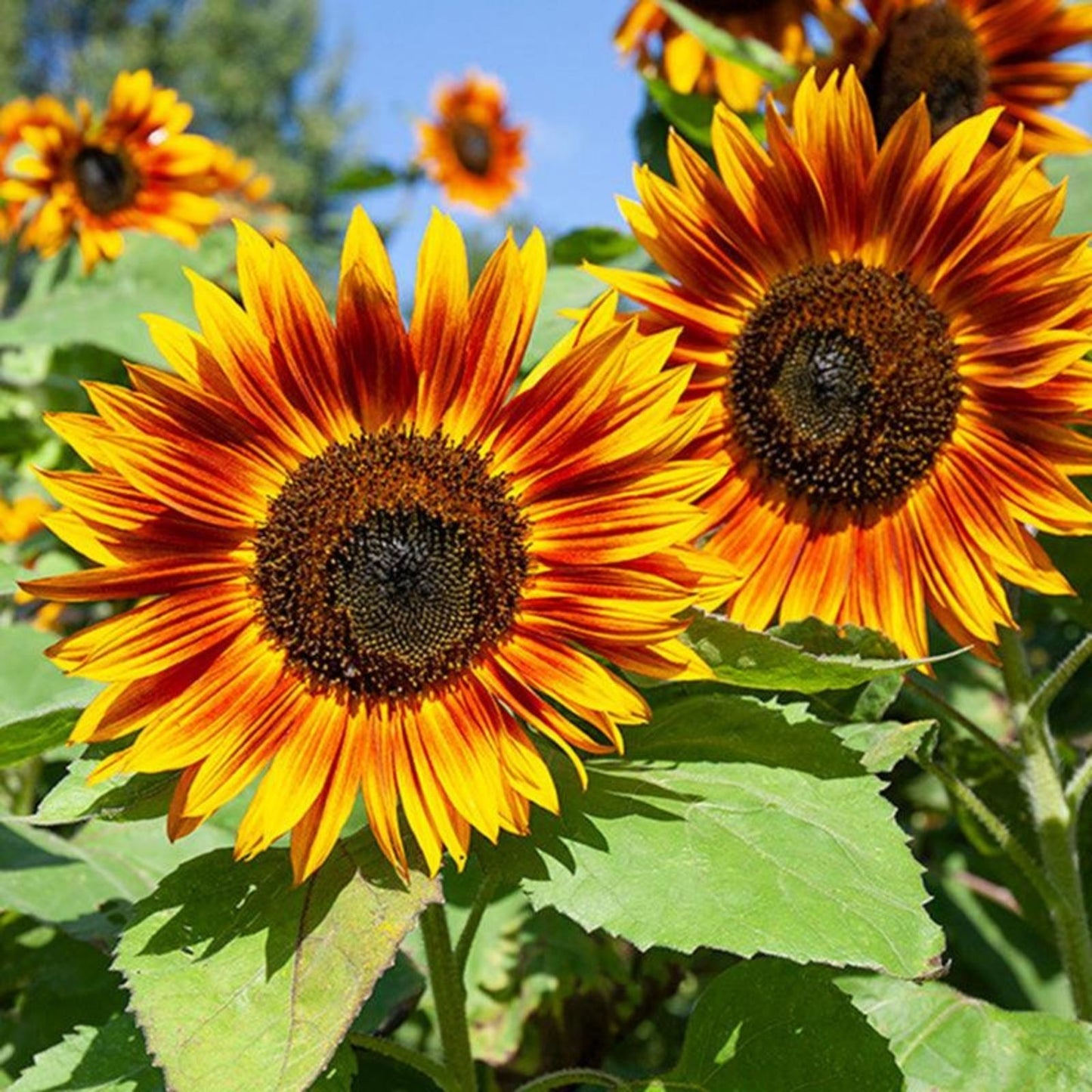 Velvet Queen Sunflower Seeds - 50 Organic Helianthus annuus Seeds for Gardening, USA Grown, Free Shipping
