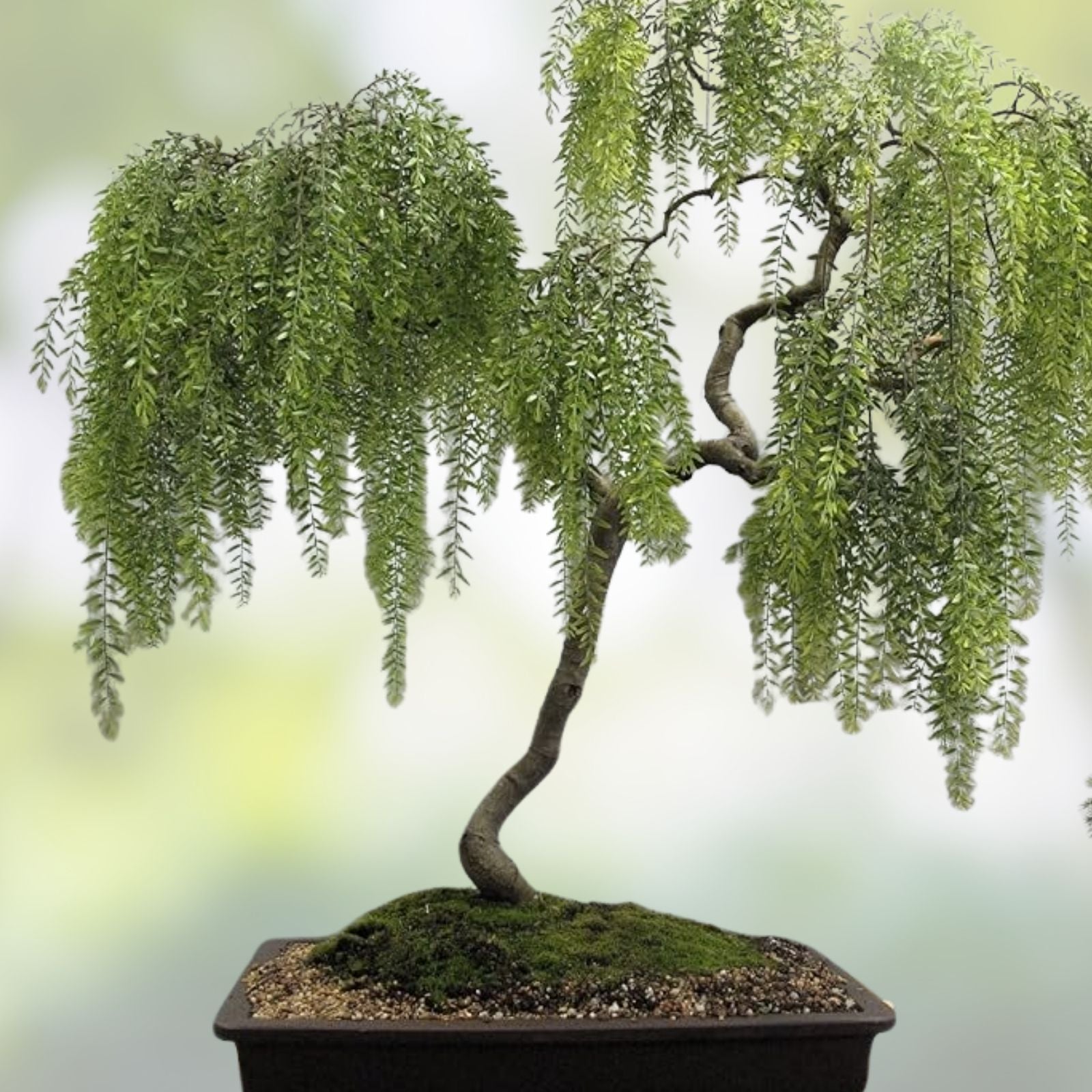 Willow Bonsai Bundle - 9 Rare Exotic Salix spp. Bonsai Trees Collection - Live Indoor Outdoor Plants