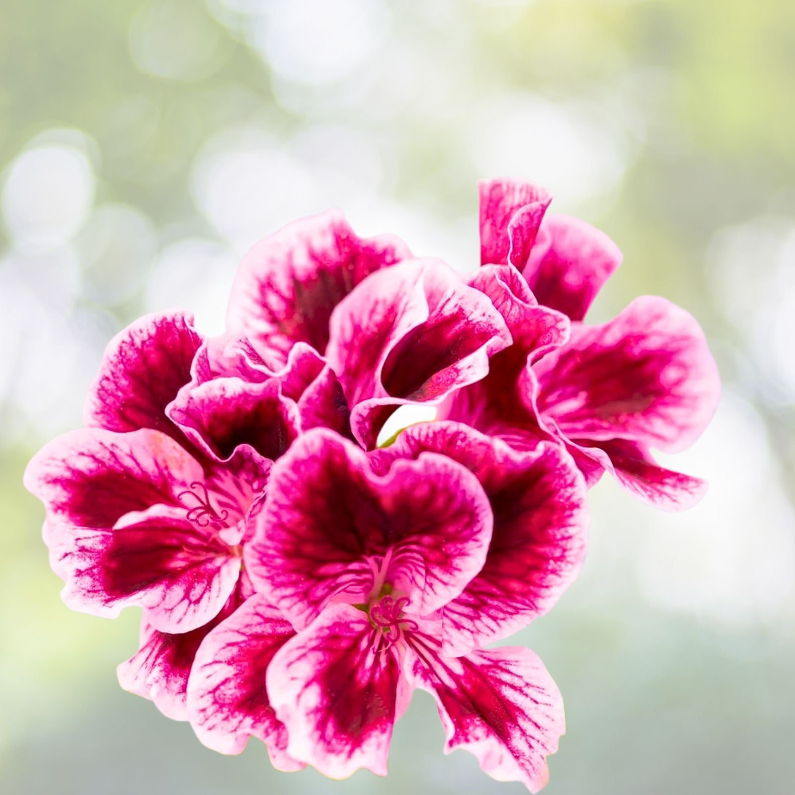 Rare Geranium Cuttings - 3 Starter Cuttings - Pink and White Streaks - Pelargonium