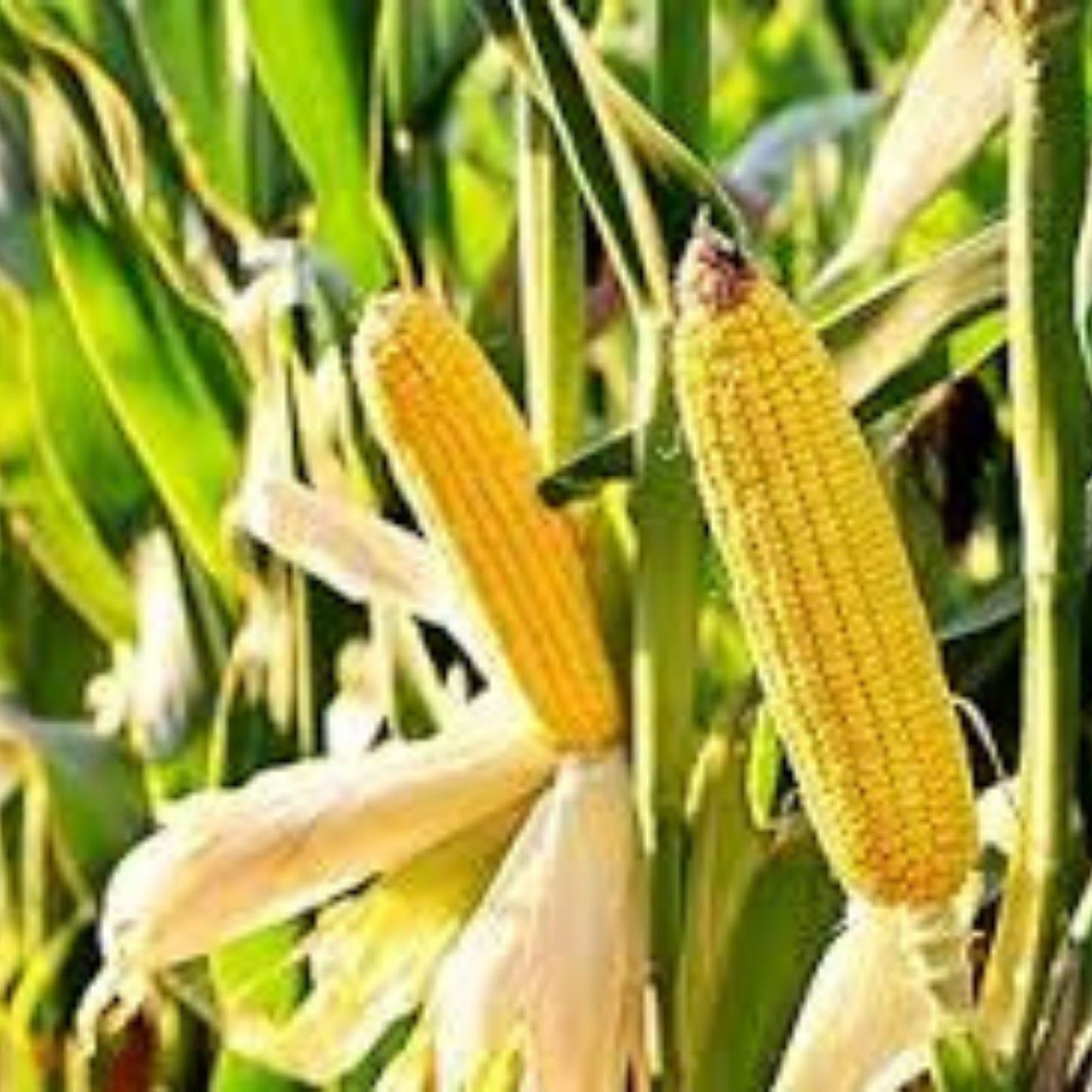 Whole Kernel Corn 10 lbs Yellow Non-GMO Zea mays Grown in Iowa | Fresh, Organic, Food Grade