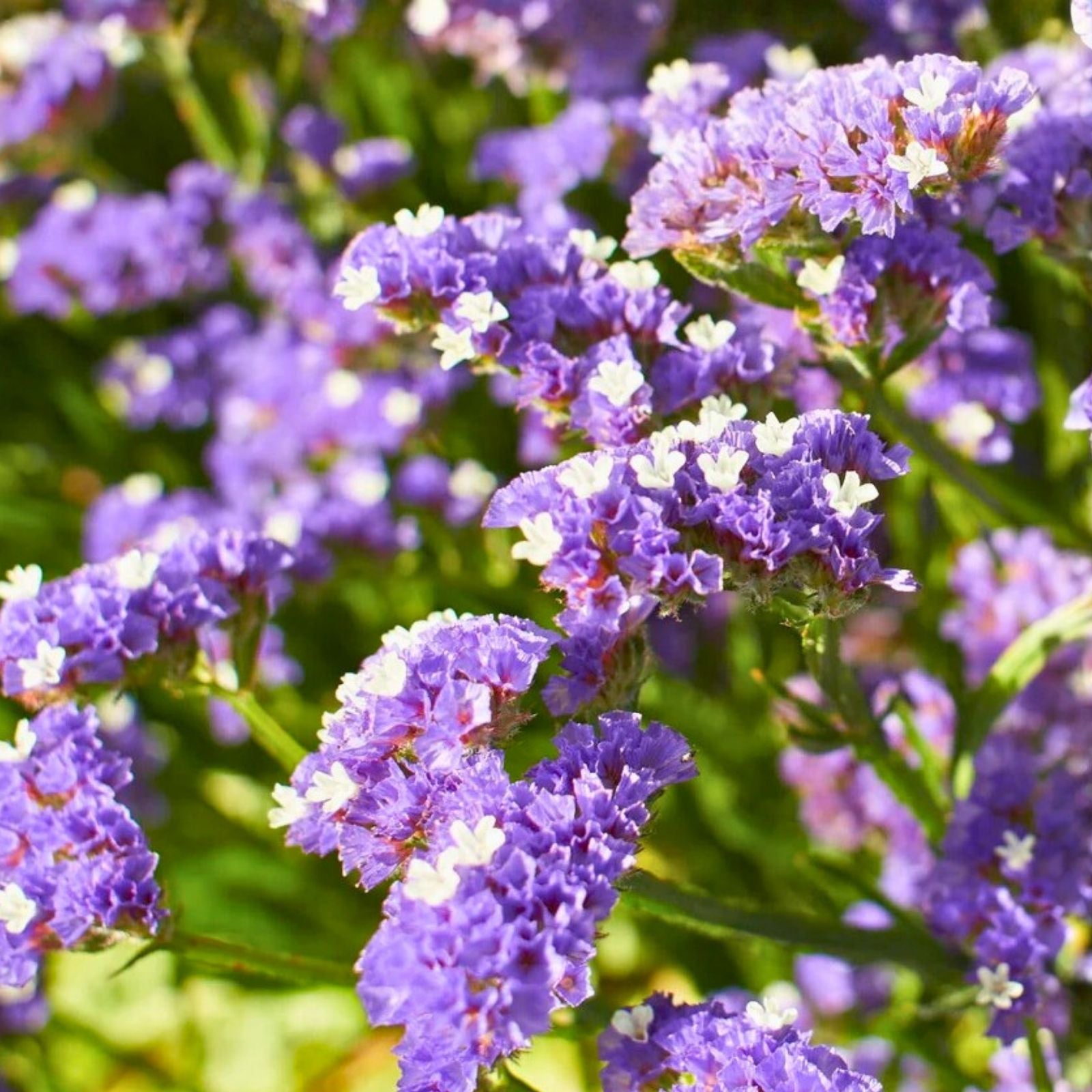 Statice Seeds 85 Count Cottage Mix Non-GMO Flower Seeds for Garden Limonium sinuatum
