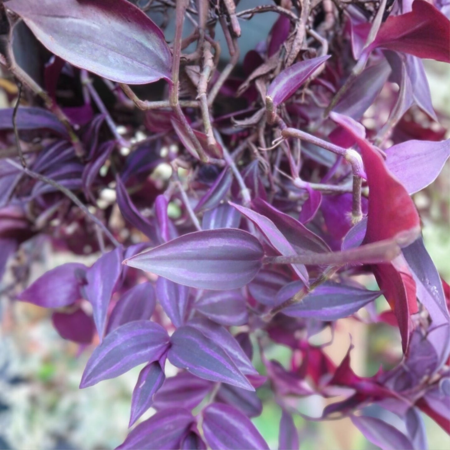 Tradescantia Cuttings 20 Dark Burgundy Wandering Jew Plant Tradescantia Zebrina, Live Plant Cuttings, Indoor Houseplant