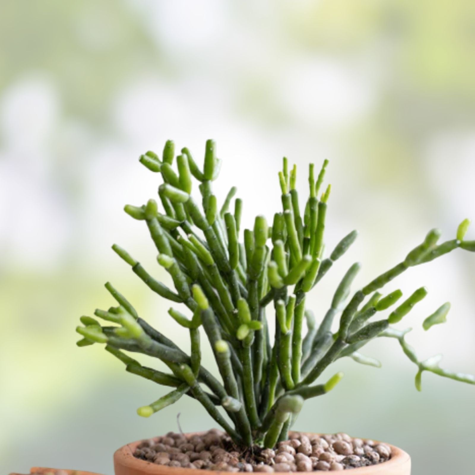 Dancing Bones Cactus Cuttings 4 Pack with Yellow Flowers, Easy to Grow Euphorbia tirucalli Succulents