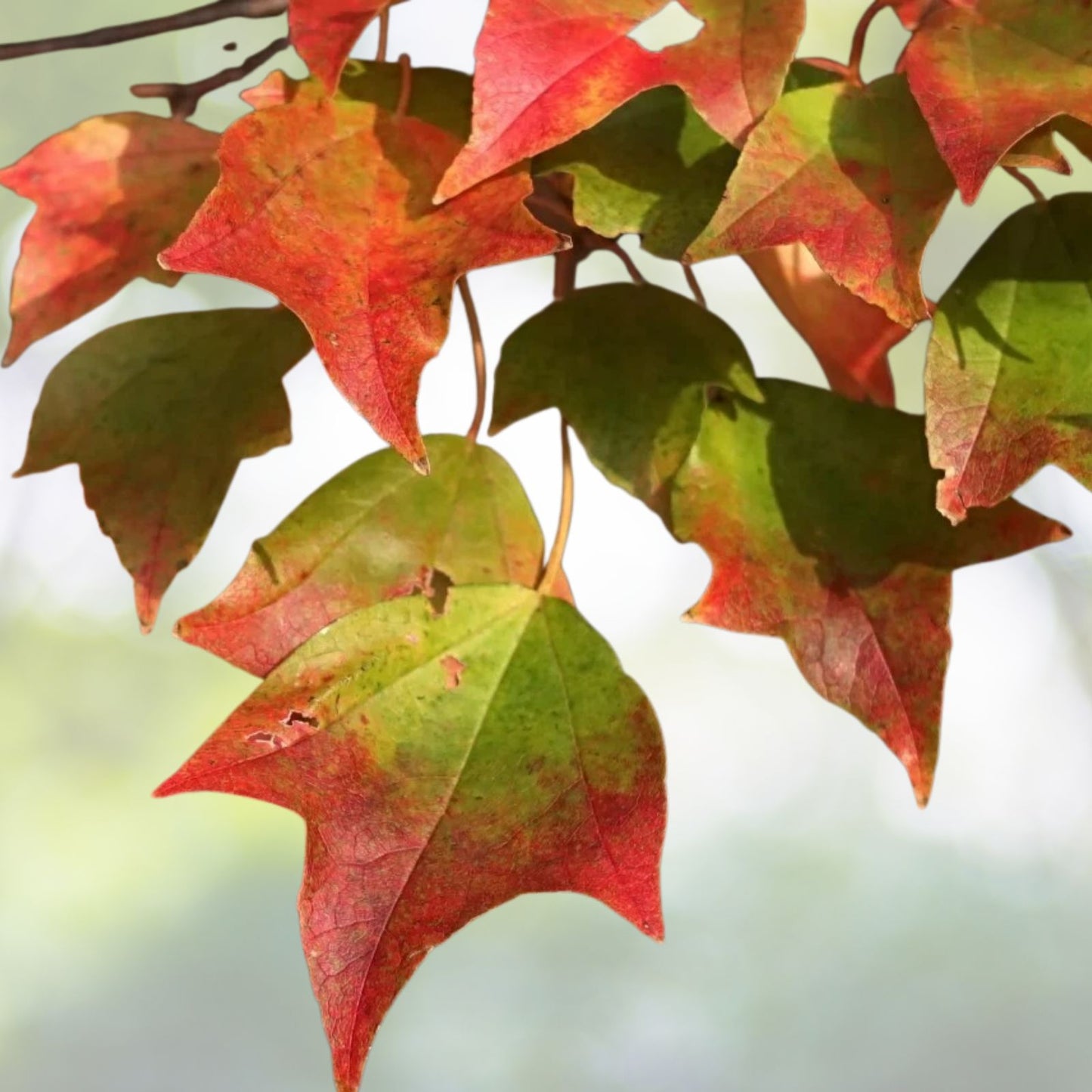 Trident-Maple-Tree-6-12-Inch-Deciduous-Acer-buergerianum-4-Inch-Pot
