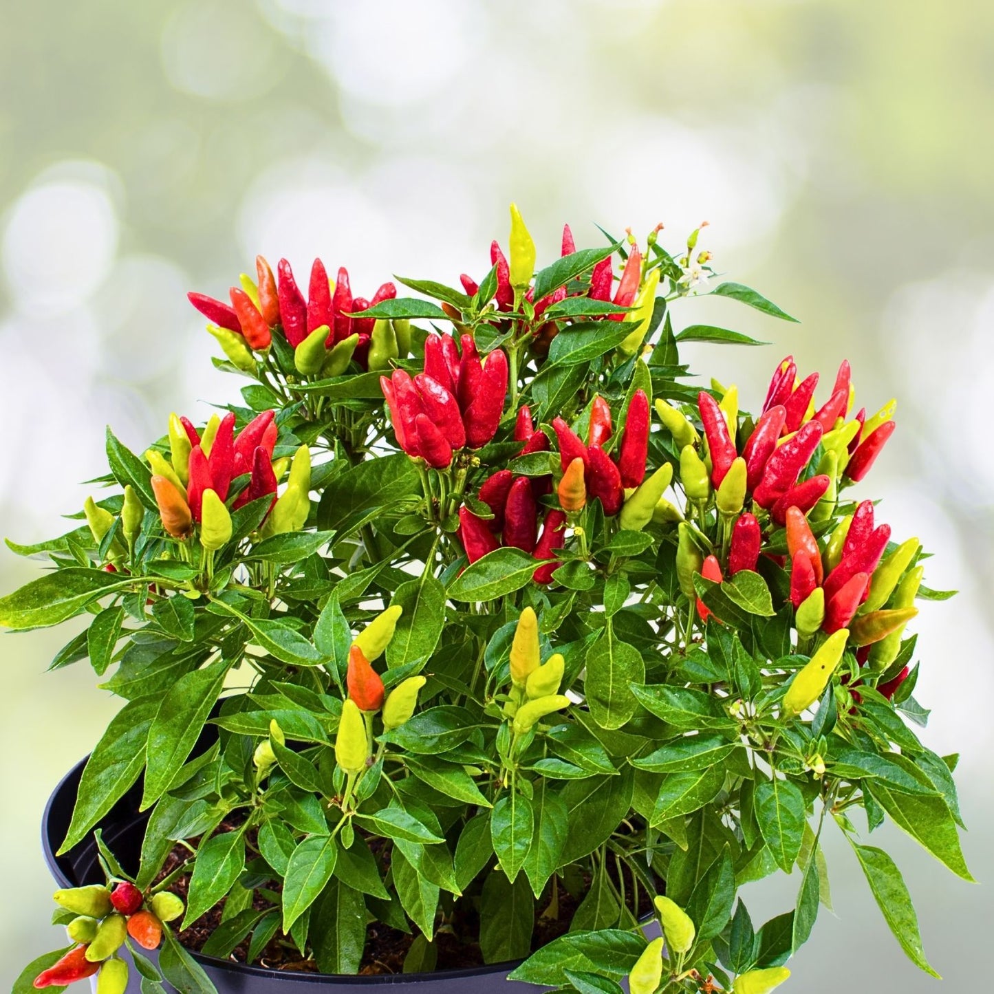 Live Hot Pepper Plant - 4" Pot - Heirloom Spicy Variety - Capsicum annuum - Productive & Flavorful