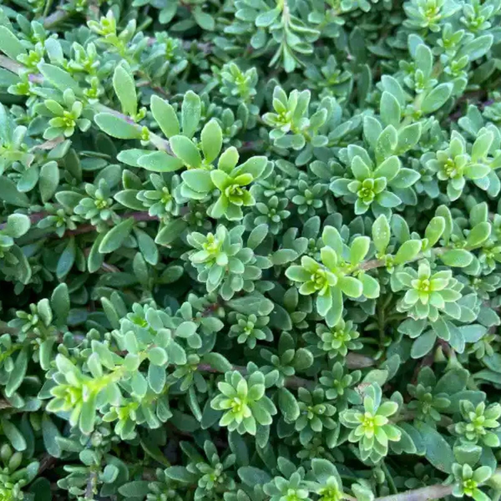 Creeping Boobialla Cuttings - Myoporum parvifolium - 10 Native Myrtle Ground Cover Plants for Gardens and Landscaping