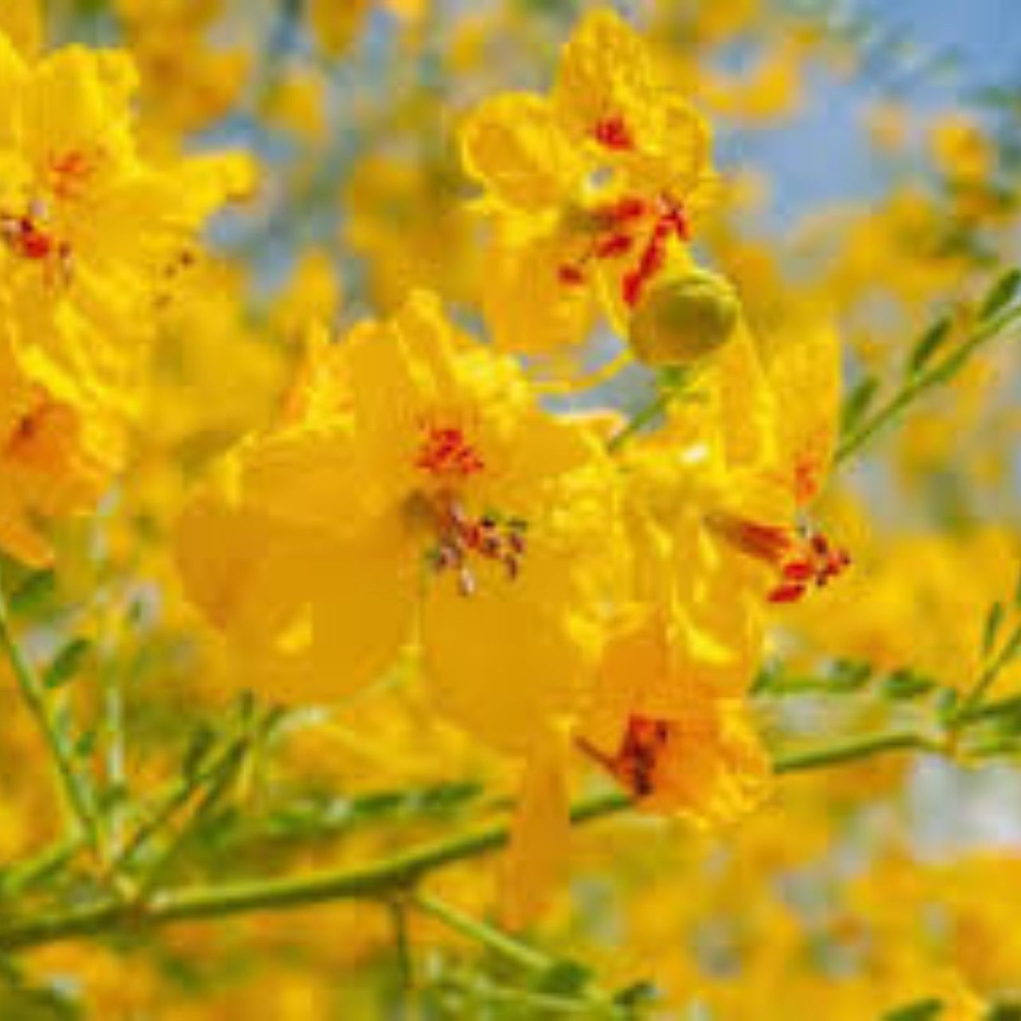 20+ Blue Palo Verde Seeds | Parkinsonia Florida | Drought-Tolerant Green Trunk Plant for Gardens