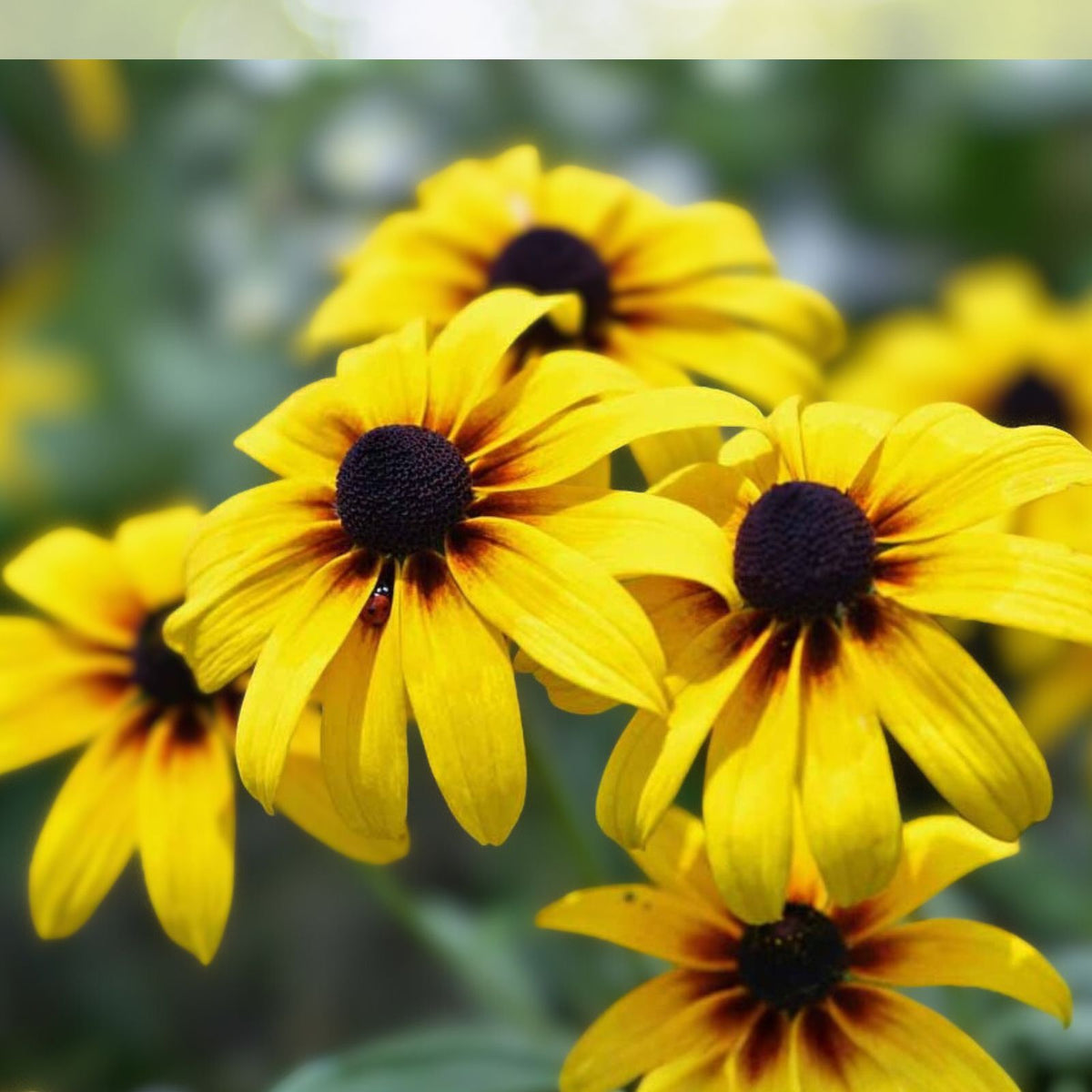 Organic Sunchoke Tubers for Planting - Non-GMO Jerusalem Artichoke - Helianthus tuberosus - White Variety