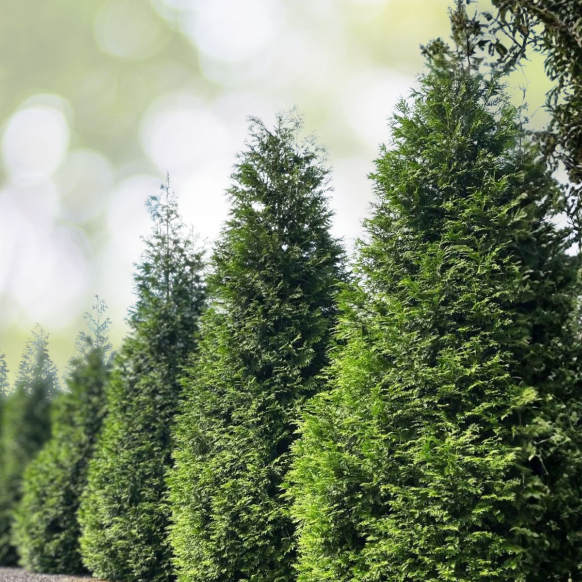 5 Green Giant Arborvitae Trees - Thuja Plicata - Evergreen Privacy Shrubs - Fast Growing, Wind Screen, Pest Resistant