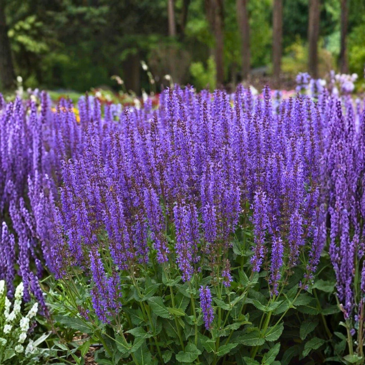 Meadow Sage Plant Bare Root 'Blue By You' Salvia nemorosa Deer Resistant Hardy Zones 4-9
