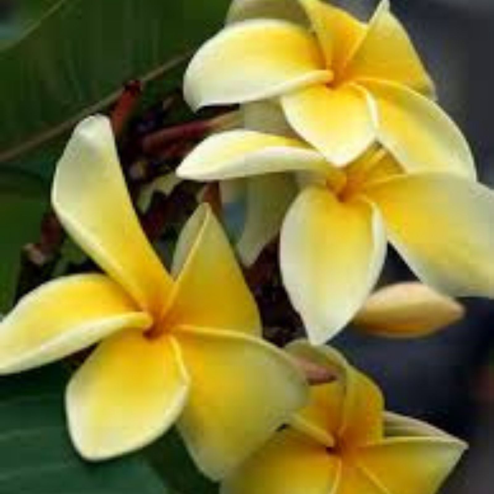 Plumeria Cutting 1 Grow Tip Tropical Flowering Plant J105 Variety - Garden Flowering Plant, Fragrant Bloom, Easy to Grow