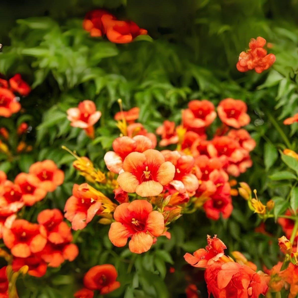 Orange Trumpet Creeper Vine Seeds - 25 Non-GMO Hummingbird Bush Seeds - Campsis radicans