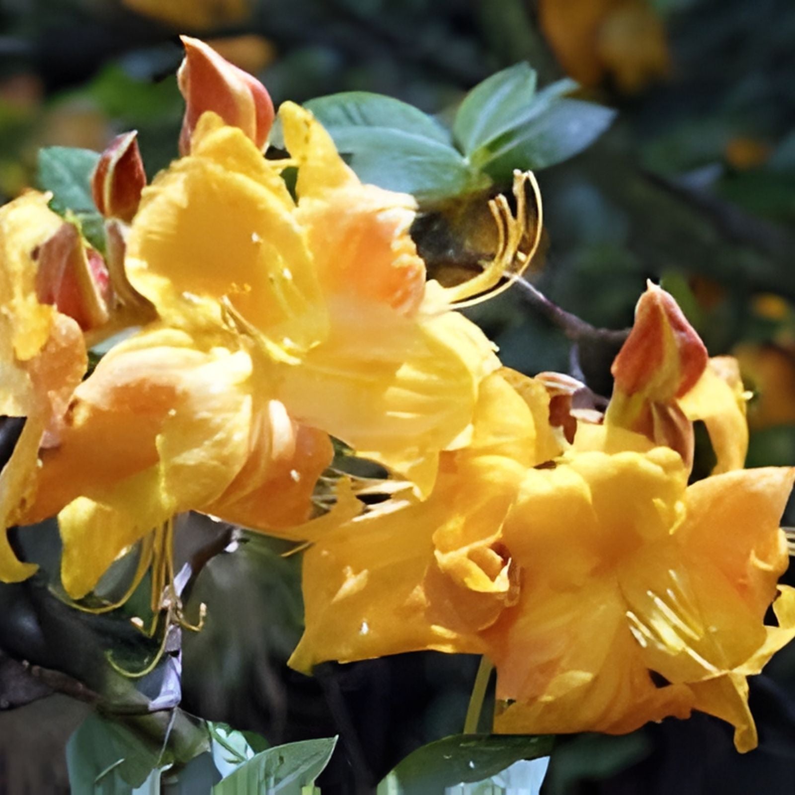 Azalea Starter Plant - Klondyke Variety - Well Rooted Rhododendron - Garden Flowering Shrub - Rhododendron indicum