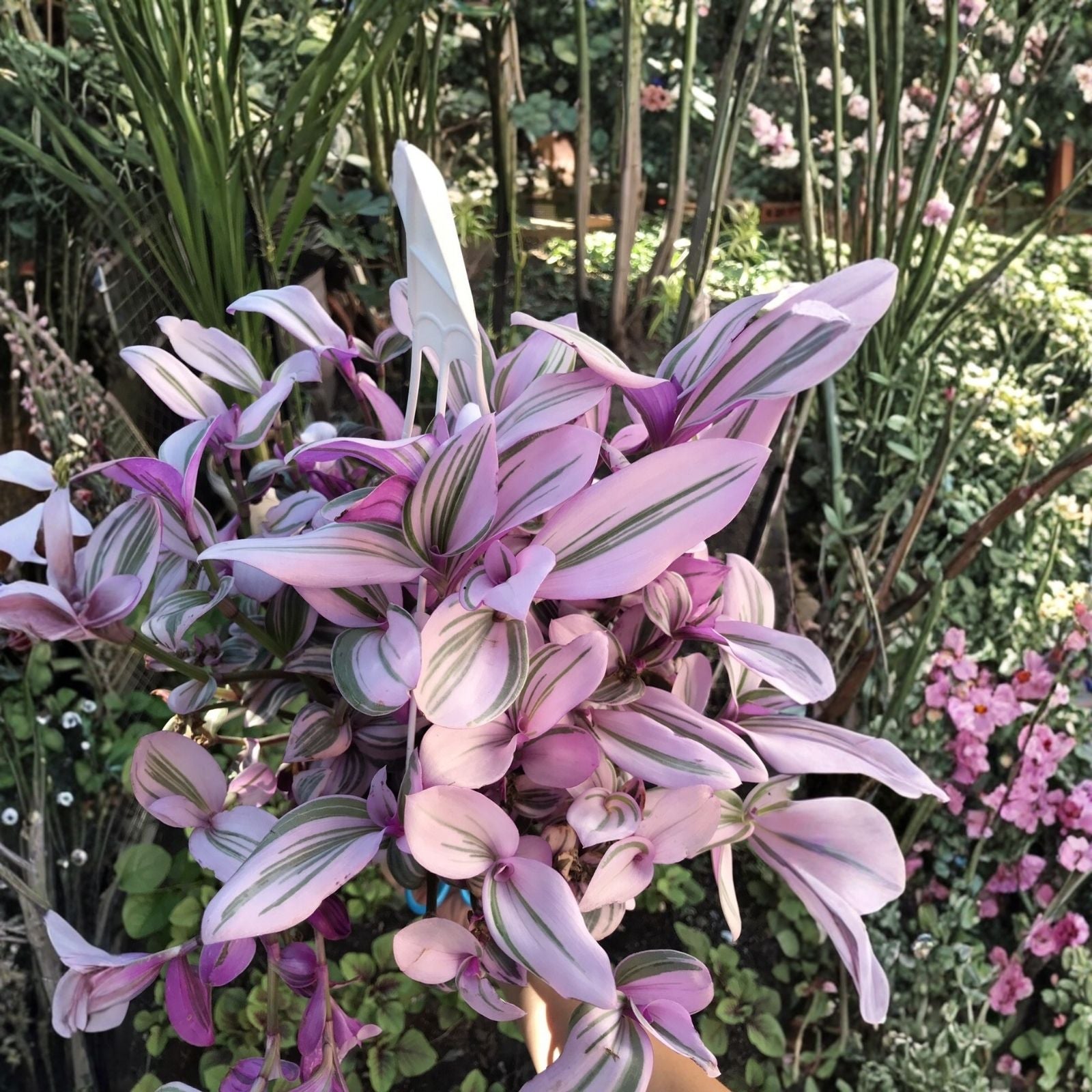 Unrooted Tradescantia Nanouk Cuttings 3-4 inches Rare Pink Wandering Jew Plant for Indoor Gardening and Plant Lovers