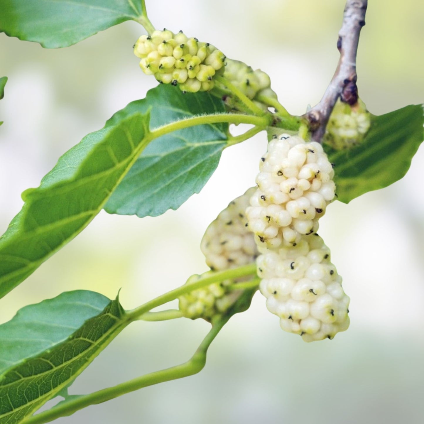 Mulberry Tree Cuttings 12 Unrooted for Rooting Grafting Morus spp. Fruit Tree Propagation