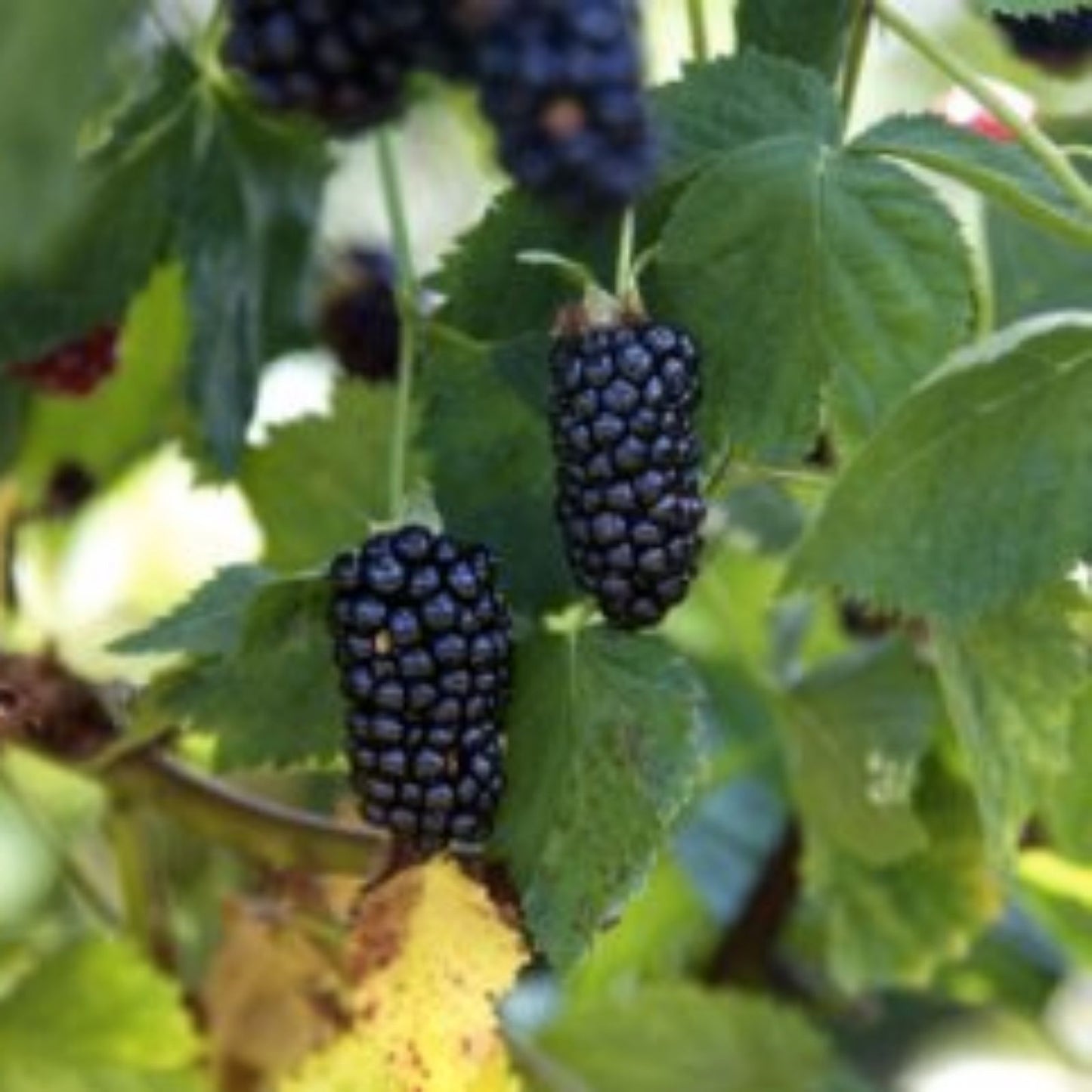 Organic Natchez Thornless Blackberry Cuttings – 6" Long, 4 Pack, Rubus fruticosus, Thornless Blackberry Plantings