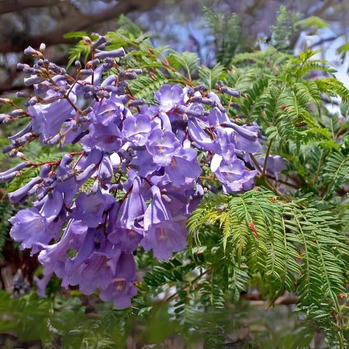 Blue Jacaranda Tree Plant 8 10 Inch Live Jacaranda Mimosifolia Flowering Tree Seedling