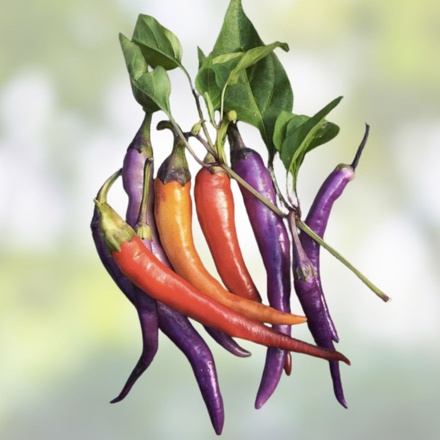 Buena Mulata Pepper Seeds 50+ | Hot Capsicum annuum Plant, Cooking, Eating, Spicy Chili Seeds