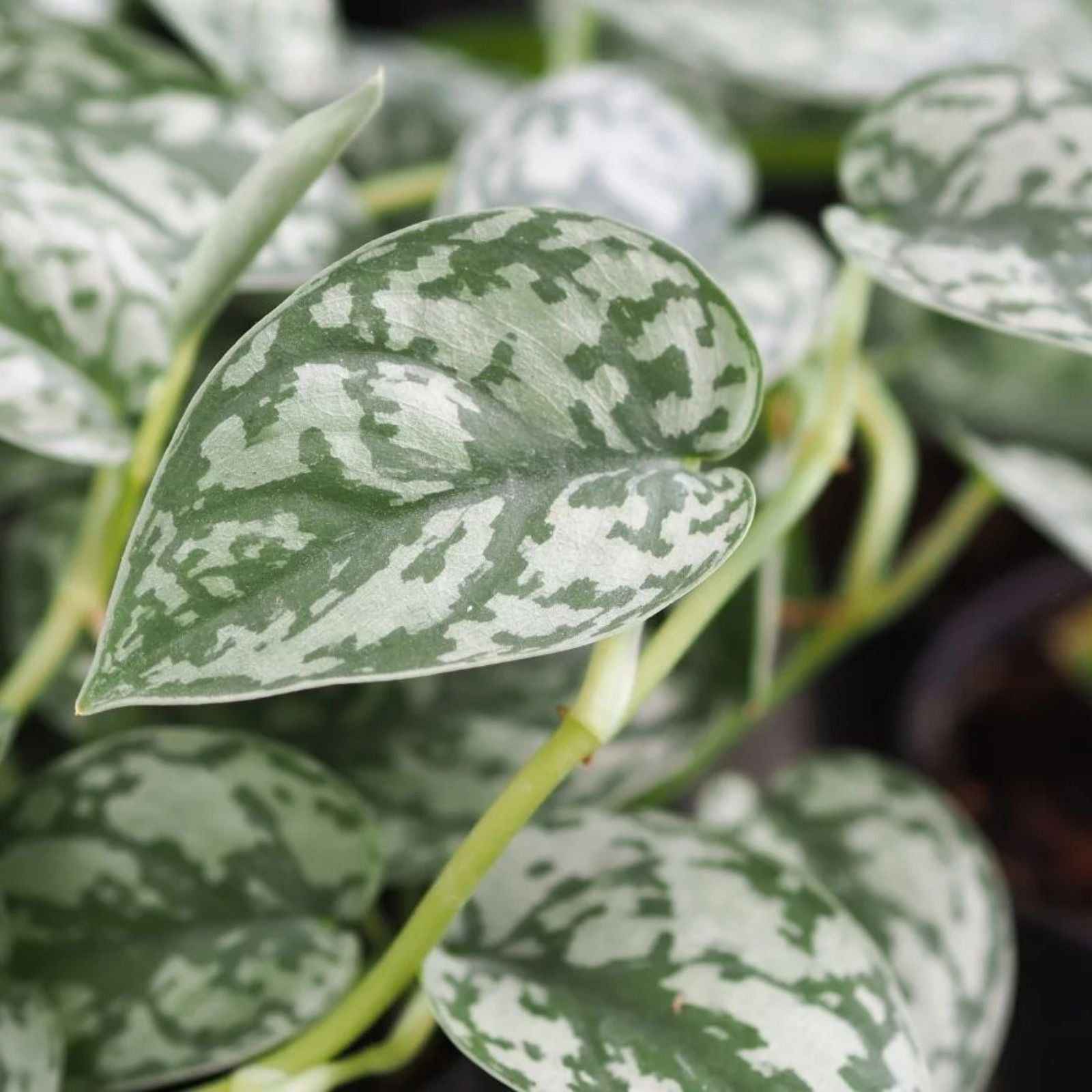 12” Rooted Variegated Silver Satin Pothos Cutting - Scindapsus Pictus Indoor Houseplant, Easy Care, Green and Silver Foliage