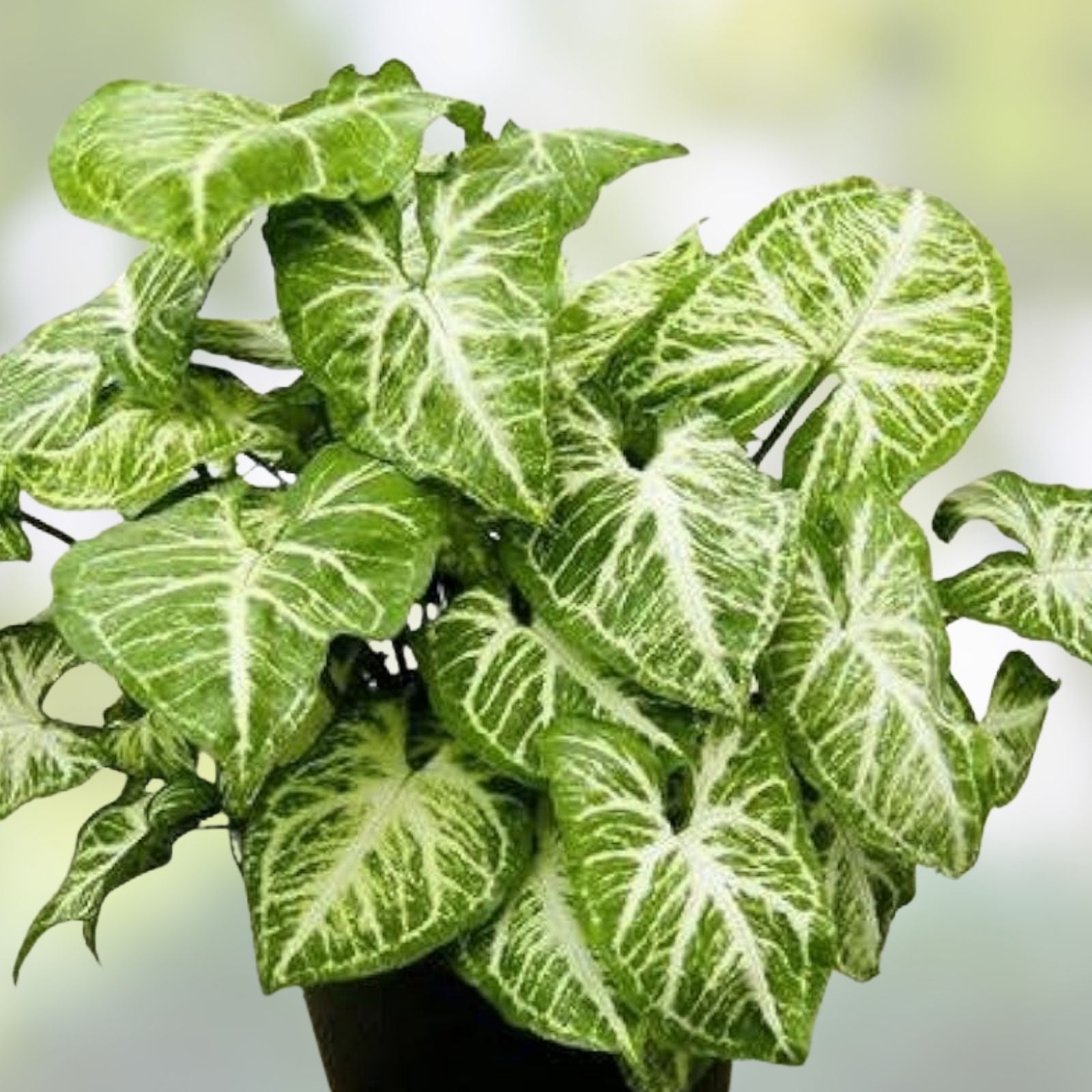 Arrowhead Plant Variety Pack – 2 Live Rooted Syngonium Podophyllum Indoor Houseplants from Florida