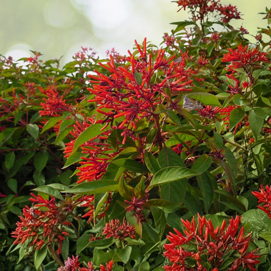 Firebush Plant Starter - 1 Gallon - Bright Red-Orange Blooms - Hamelia patens - Drought Tolerant, Pollinator Friendly
