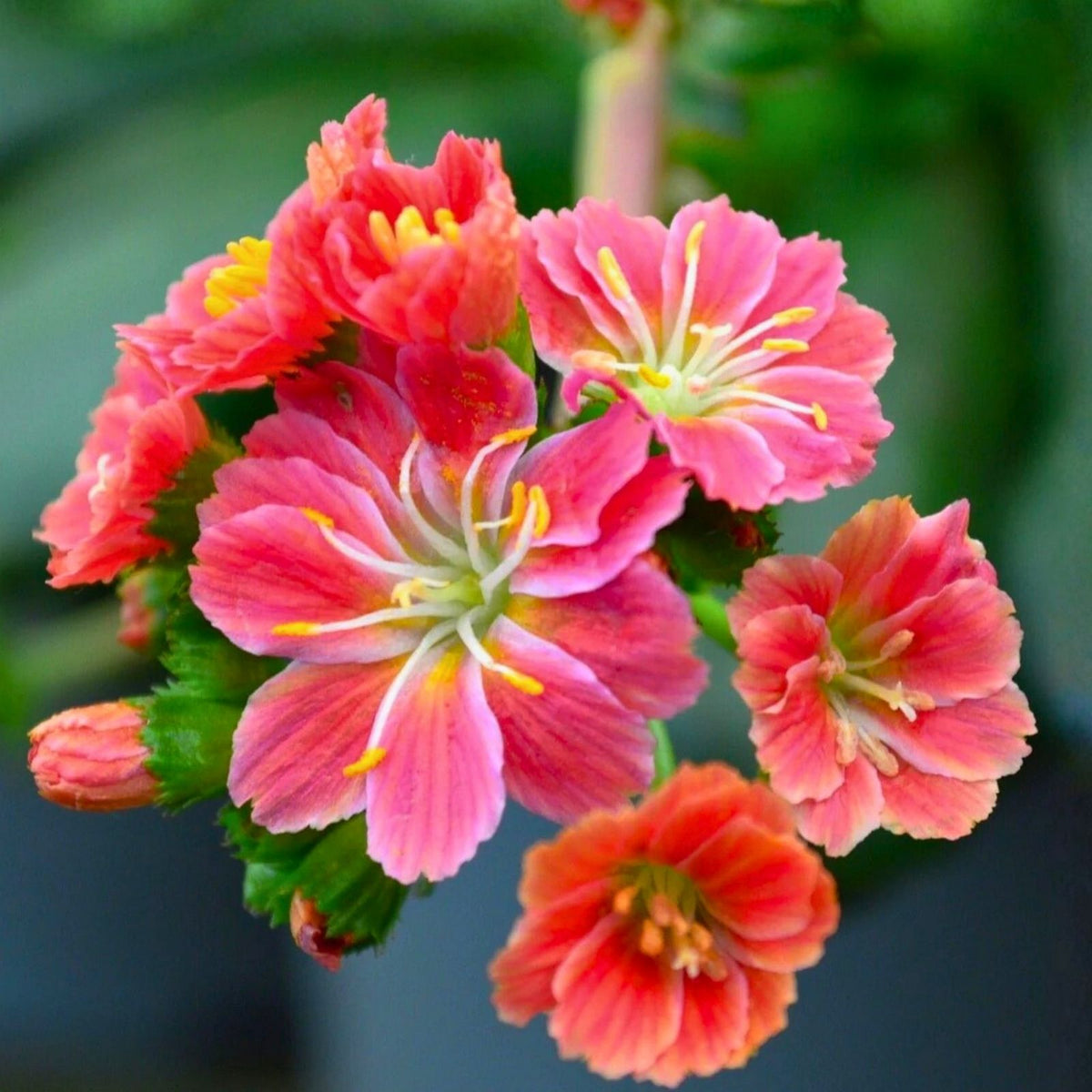 Lewisia Seeds Retro Pop Mix Non-GMO Flower Seeds Garden 35 or 100 Count Lewisia spp.