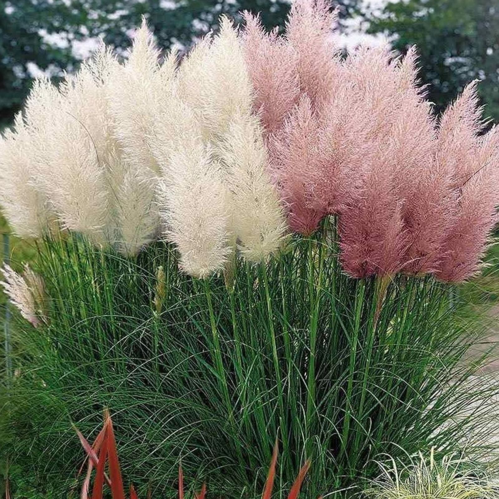 Giant White Pampas Grass Seeds - 500 Seeds - Ornamental Grass - Cortaderia selloana - Made in USA, Ships from Iowa