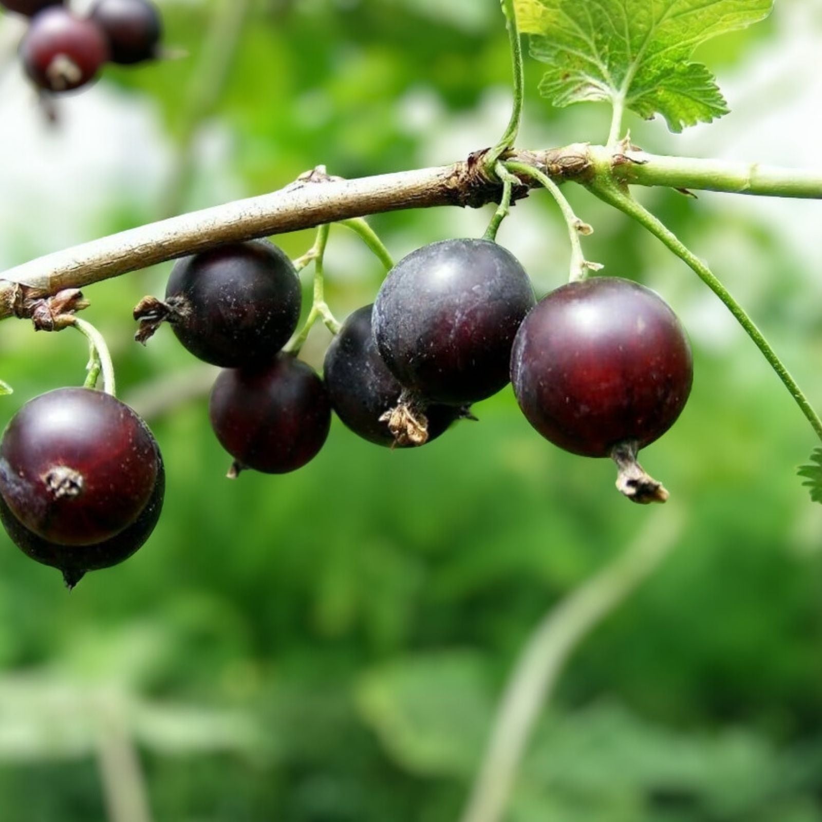 Jostaberry Live Plant 12" Ribes nigrum x Ribes rubrum Black Currant Gooseberry Bush Hardy Zones 3-8